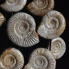 A impressive Large Display of Nineteen Madagascan Ammonite Fossils in Dome.