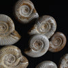 A impressive Large Display of Nineteen Madagascan Ammonite Fossils in Dome.