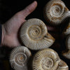 A impressive Large Display of Nineteen Madagascan Ammonite Fossils in Dome.