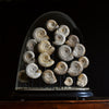 A impressive Large Display of Nineteen Madagascan Ammonite Fossils in Dome.