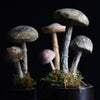 Three delightful Scientific Paper Mache Mushroom models. Circa 1920.