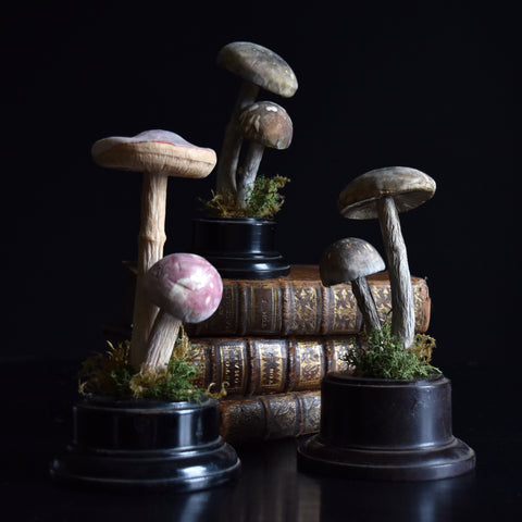 Three delightful Scientific Paper Mache Mushroom models. Circa 1920.