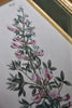 Set of Eight Framed Georgian Hand Coloured Botanical Engravings - William Curtis, London 1794-1815