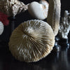 Beautiful Collection Fourteen Mounted Coral and Shell Specimens.