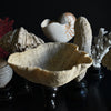 Beautiful Collection Fourteen Mounted Coral and Shell Specimens.