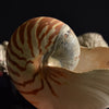 Beautiful Collection Fourteen Mounted Coral and Shell Specimens.