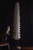 Monumental 19th Century Mounted Sawfish Rostrum Bill.