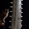 Monumental 19th Century Mounted Sawfish Rostrum Bill.