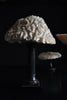 Beautiful Collection Fourteen Mounted Coral and Shell Specimens.