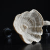 Beautiful Collection Fourteen Mounted Coral and Shell Specimens.