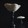 Beautiful Collection Fourteen Mounted Coral and Shell Specimens.