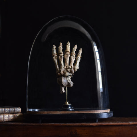 Fossilised Ice Age Cave Bear Paw in Victorian Glass Dome.