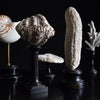 Beautiful Collection Fourteen Mounted Coral and Shell Specimens.