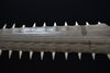 Monumental 19th Century Mounted Sawfish Rostrum Bill.