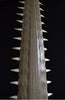 Monumental 19th Century Mounted Sawfish Rostrum Bill.