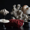 Beautiful Collection Fourteen Mounted Coral and Shell Specimens.