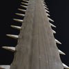 Monumental 19th Century Mounted Sawfish Rostrum Bill.
