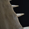 Monumental 19th Century Mounted Sawfish Rostrum Bill.