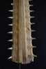 Monumental 19th Century Mounted Sawfish Rostrum Bill.