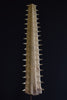 Monumental 19th Century Mounted Sawfish Rostrum Bill.