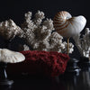 Beautiful Collection Fourteen Mounted Coral and Shell Specimens.