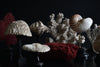 Beautiful Collection Fourteen Mounted Coral and Shell Specimens.