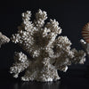 Beautiful Collection Fourteen Mounted Coral and Shell Specimens.