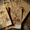 Superb Collection of 100 Pressed Botanical Plant Herbarium Specimens Bound in Oak Folio.