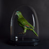 Vintage Blue Fronted Amazon Parrot Mounted in Victorian Glass dome, (Amazona aestiva).