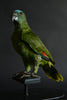 Vintage Blue Fronted Amazon Parrot Mounted in Victorian Glass dome, (Amazona aestiva).
