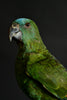 Vintage Blue Fronted Amazon Parrot Mounted in Victorian Glass dome, (Amazona aestiva).