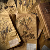 Superb Collection of 100 Pressed Botanical Plant Herbarium Specimens Bound in Oak Folio.