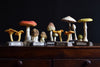 Collection of 7 Vintage Anatomically Correct Identification Mushroom Models.