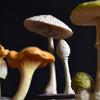 Collection of 7 Vintage Anatomically Correct Identification Mushroom Models.