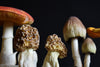 Collection of 7 Vintage Anatomically Correct Identification Mushroom Models.
