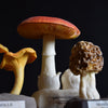 Collection of 7 Vintage Anatomically Correct Identification Mushroom Models.