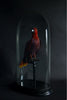 Taxidermy Eclectus Parrot Displayed in Victorian Glass Dome. (Eclectus Roratus)