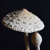 Collection of 7 Vintage Anatomically Correct Identification Mushroom Models.