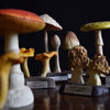 Collection of 7 Vintage Anatomically Correct Identification Mushroom Models.