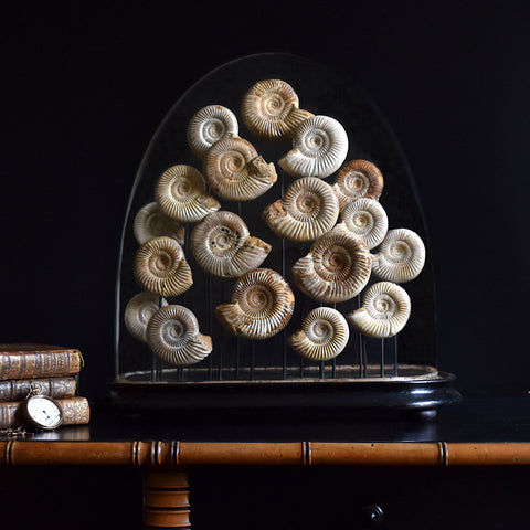 A impressive Display of Nineteen Madagascan Ammonite Fossils in a Victorian Dome.