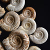 A impressive Display of Nineteen Madagascan Ammonite Fossils in a Victorian Dome.