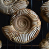 A impressive Display of Nineteen Madagascan Ammonite Fossils in a Victorian Dome.