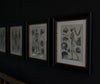Five 19th Century lithographs Of Anatomy, Circa 1875