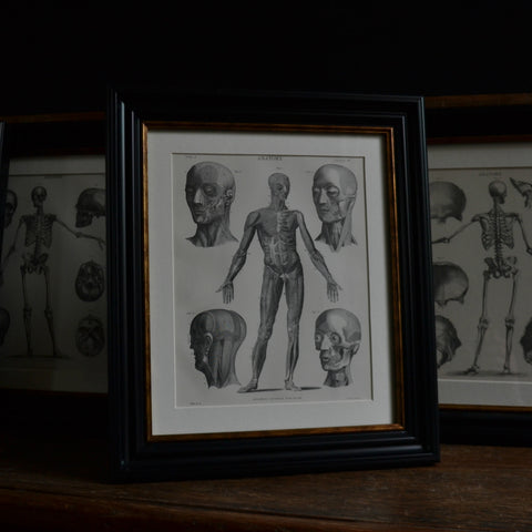 Five 19th Century lithographs Of Anatomy, Circa 1875