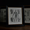 Five 19th Century lithographs Of Anatomy, Circa 1875