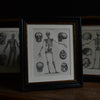 Five 19th Century lithographs Of Anatomy, Circa 1875