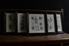 Five 19th Century lithographs Of Anatomy, Circa 1875