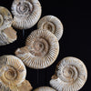 Victorian Glass Dome Filled with Ammonite Specimens.