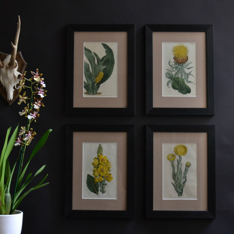 A Set Of Four 18th Century Framed Botanical Engravings - William Curtis, London