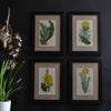 A Set Of Four 18th Century Framed Botanical Engravings - William Curtis, London
